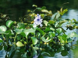 For increasing production we should control the aquatic plants of the fishery