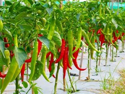 What type of soil is preferred for Chili farming