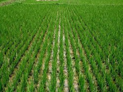 How can rice farming made more profitable
