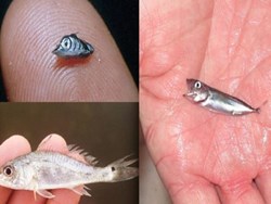 Some tips of identifying baby fish and fishing