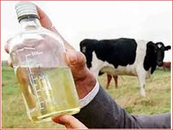 use of cow urine in organic farming