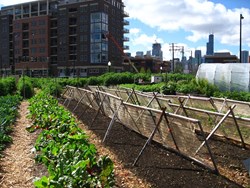 Urban Agriculture