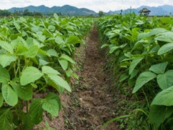 Bacterial Fertilizers