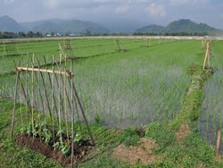 Integrated Pest Management (IPM) in Rice