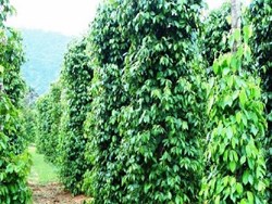 Betel-Nut and Black Pepper Farming