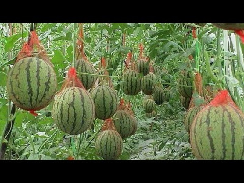 watermelon farming in assam