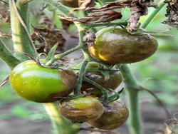 disease of tomato, caused by the fungus Phytophthora infestans and its prevention
