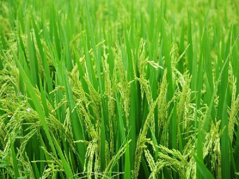 Management Of Paddy Insect