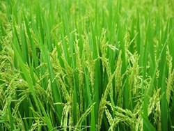 Management of paddy insect-pests by organic approach