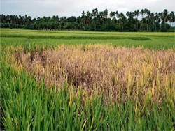 How we can control Insect pests of paddy field