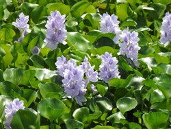 Water Hyacinth, also known as Pani-Meteka or Meteka in Assam is become a profitable micro industry for rural youth