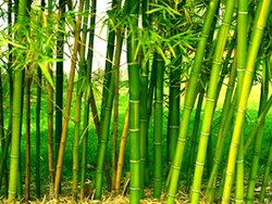 Bamboo farming management system