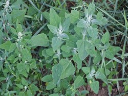 Benefits of White Goosefoot