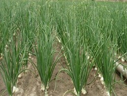 Onion Cultivation