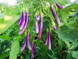 Brinjal Farming Information Guide