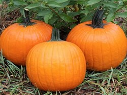 Pumpkin Nutrition Facts and Health Benefits