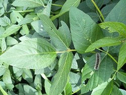 How farmers can protect their crops from bihar hairy caterpillar