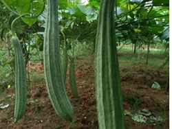 ridge gourd cultivation in modern times in assam