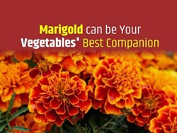 know all about the Marigold Cultivation in assamese