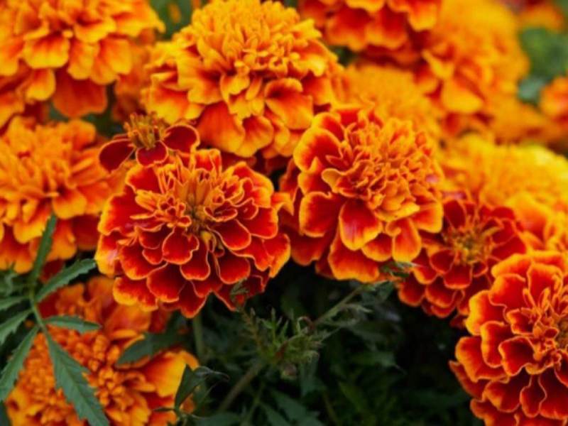 Marigold Cultivation