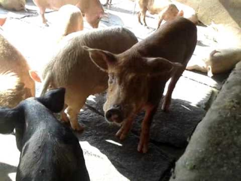 Piggery Farming