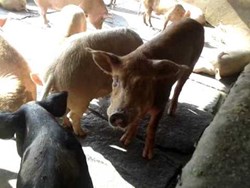Piggery unit provides extra income for farm women