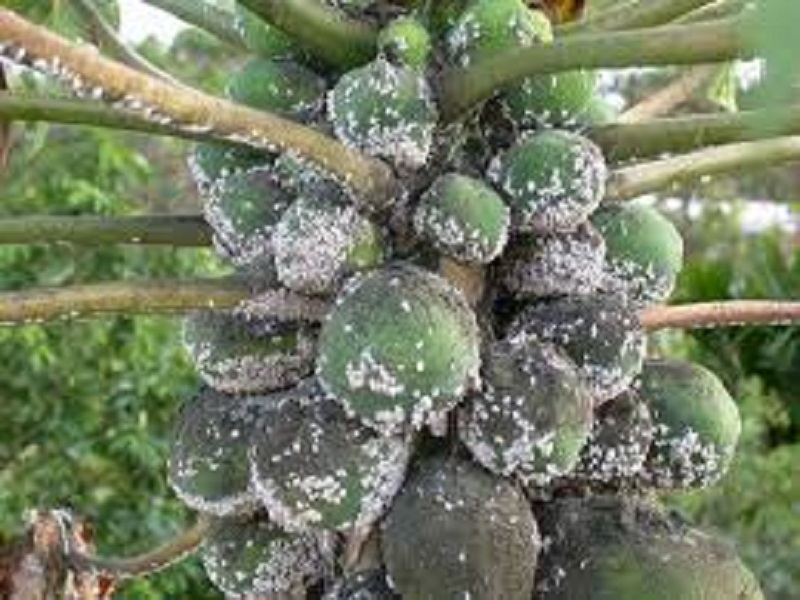 Mealybugs in Papaya