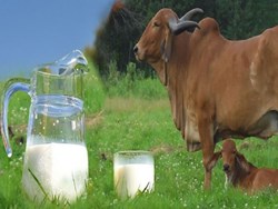 Important tips before buying Milking Cow