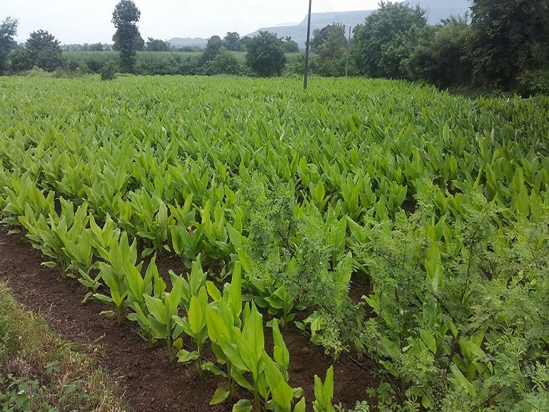 Cultivation of Turmeric