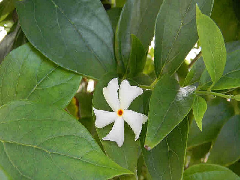 Benefits of Night Jasmine Flower