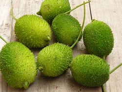 Benefits of  Teasel Gourd