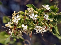 Write up on Clerodendrum phlomidis