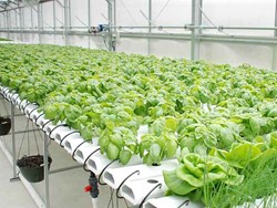 How to start organic vegetables cultivation with hydroponics methods