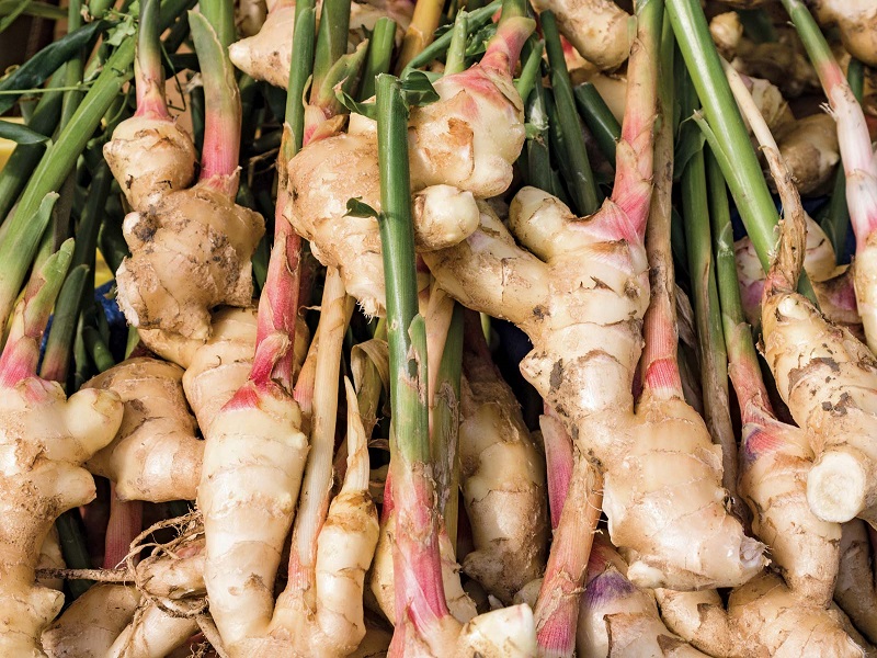 Medicinal Plant Ginger