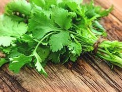 how to work coriander in human body know it here
