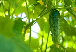 cucumber ferming in assamese