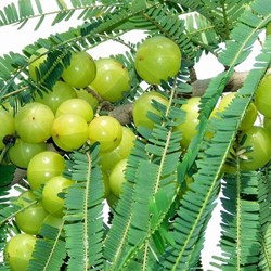 amla can be increase our eye power