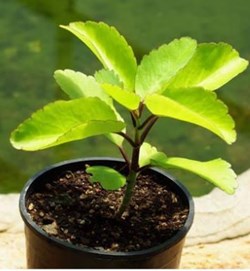 Health benefits of dupartenga in assamese