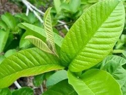 Most ten impressive health benefits of guava Leafs