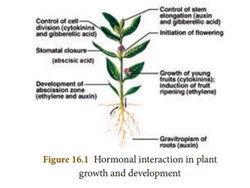 How to grow plants artificially know all about plants hormone