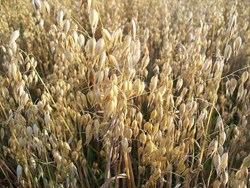 Know all about how to grow oats Cultivation  which best feeds for cow