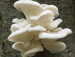 Know step by step of oyester Mushroom Cultivation in assamese krishi jagran