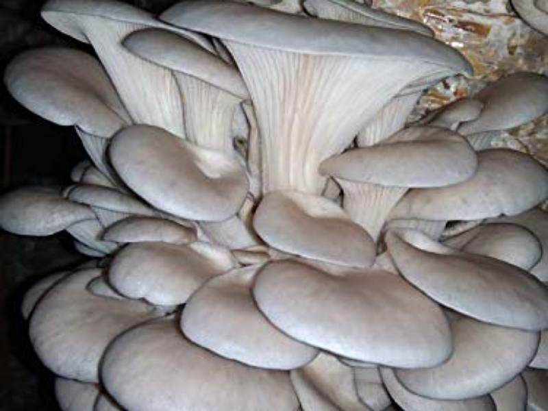 Oyester Mushroom cultivation