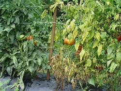 You must know this fact before you start Tomato ferming in assam