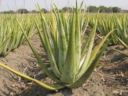 How help aloevera to avoid diebetes in a few days know all about here