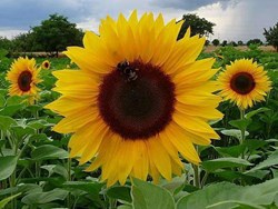 Know the process of sun Flower cultivation in assam
