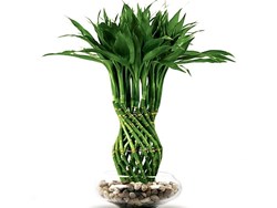 Some best plants to keep in drawing rooms for beauty know in assamese krishi jagran