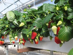 Know about the strawberry ferming in assamese