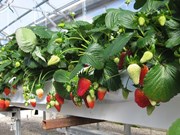 ৰোপণৰ পৰা আৰম্ভ কৰি ফল বিক্ৰীলৈকে ষ্ট্ৰবেৰী খেতিৰ A to Z