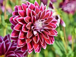 Know step by step process to grow dahlia flower in assamese krishi jagran